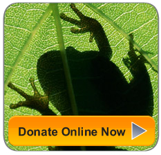 Together we can make a critical difference, Donate Now