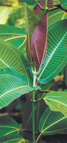 Green Leaf Bush