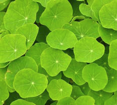 Green Leaves