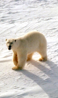 Polar Bear On Glacier