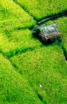 Rice Paddies
