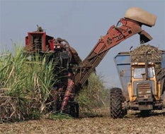 Bio fuel harvesting
