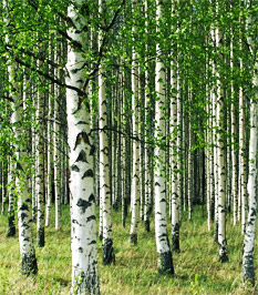 Birch Trees
