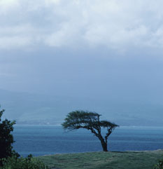 tree image