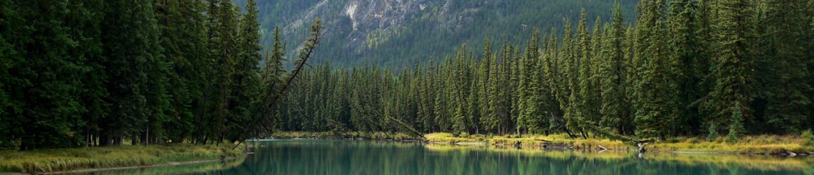 Boreal forest, Canada